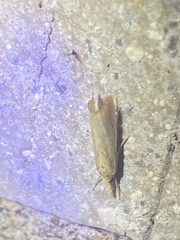 Agriphila straminella