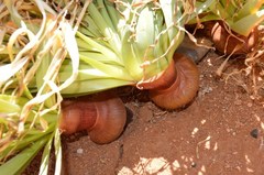 Gethyllis namaquensis