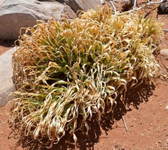 Gethyllis namaquensis