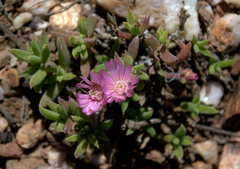 Trichodiadema calvatum