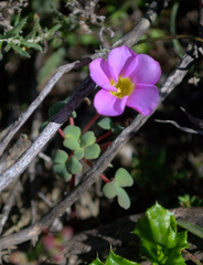 Oxalis convexula