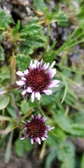 Erigeron uniflorus
