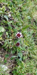 Erigeron uniflorus