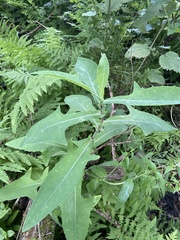 Sonchus palustris