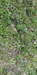 Erigeron uniflorus