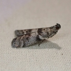 Actrix nyssaecolella