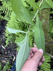 Sonchus palustris