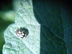 Propylea quatuordecimpunctata