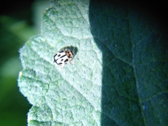 Propylea quatuordecimpunctata