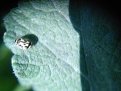 Propylea quatuordecimpunctata