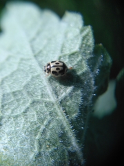 Propylea quatuordecimpunctata