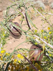 Leichhardtia australis