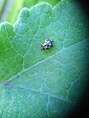 Propylea quatuordecimpunctata