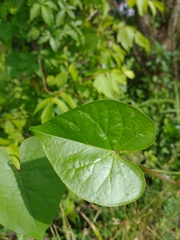 Ipomoea grandifolia