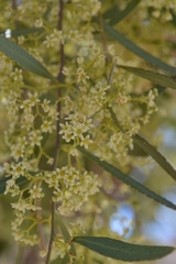 Gymnosporia linearis lanceolata