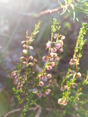 Calluna vulgaris