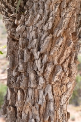 Gymnosporia linearis lanceolata