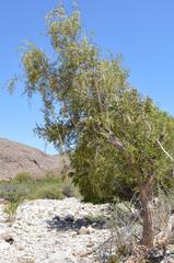 Gymnosporia linearis lanceolata