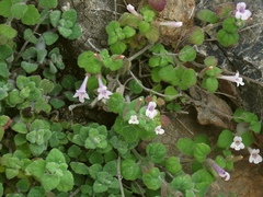 Clinopodium pamphylicum