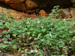 Clinopodium pamphylicum