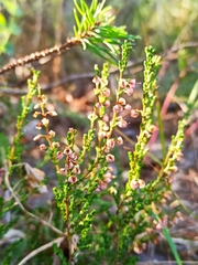Calluna vulgaris