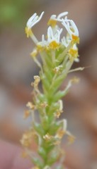 Hebenstretia parviflora
