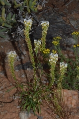 Hebenstretia parviflora