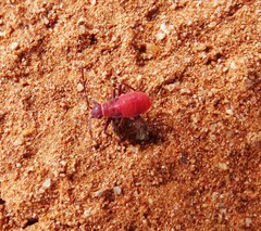 Leptocoris mitellatus