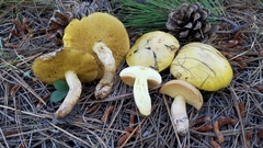 Suillus kaibabensis