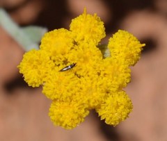Helichrysum hebelepis