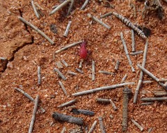 Leptocoris mitellatus