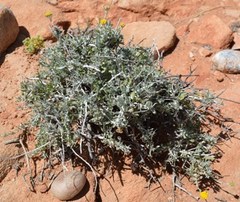 Helichrysum hebelepis