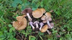 Cortinarius lucorum