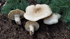 Tricholoma smithii