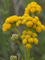 Helichrysum hebelepis