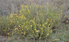 Helichrysum hebelepis