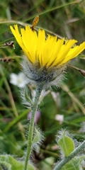 Hieracium villosum