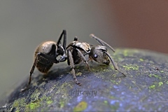Polyrhachis vigilans