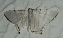 Therinia