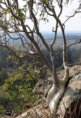 Ficus tettensis