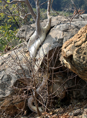 Ficus tettensis