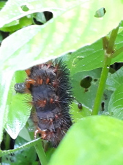 Hypercompe trinitatis