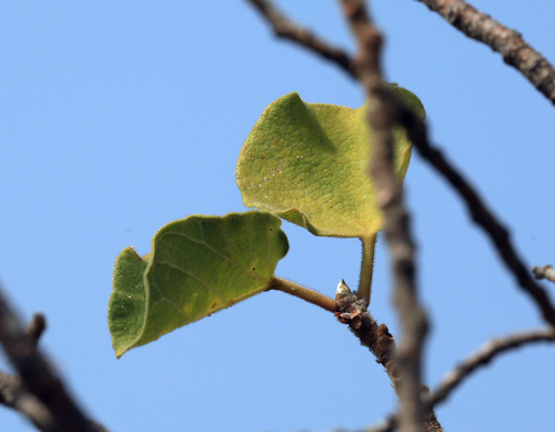 Image of Ficus tettensis by (c) Wynand Uys, some rights reserved (CC BY)