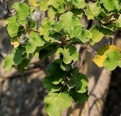 Ficus tettensis