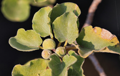 Ficus tettensis