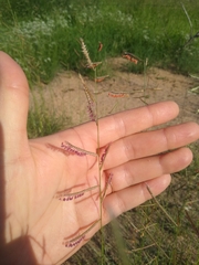 Bouteloua barbata rothrockii