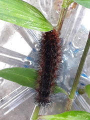 Hypercompe trinitatis