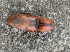 Conoderus