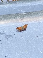Polygonia interrogationis