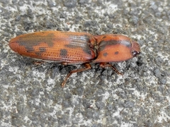 Conoderus